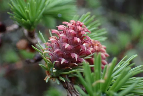 Photo: (c) Dominic McLean, some rights reserved (CC BY) · cc-by · via iNaturalist Tamarack (Larix laricina), photograph
