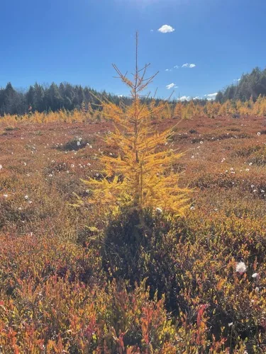 Photo: (c) Tom Scavo, some rights reserved · CC BY · via iNaturalist tamarack (Larix laricina), photograph