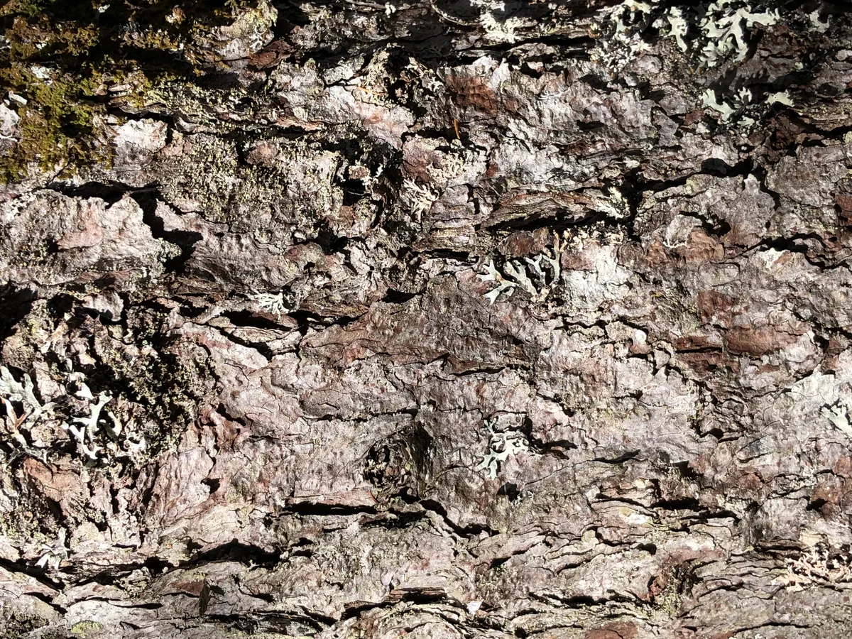 Tamarack (Larix laricina), photograph