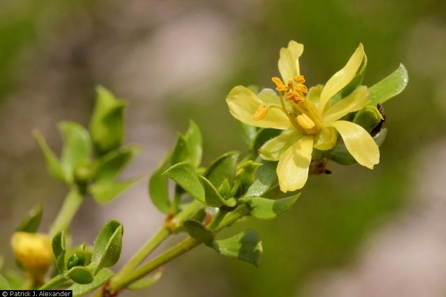Creosote Bush (Larrea tridentata), photograph