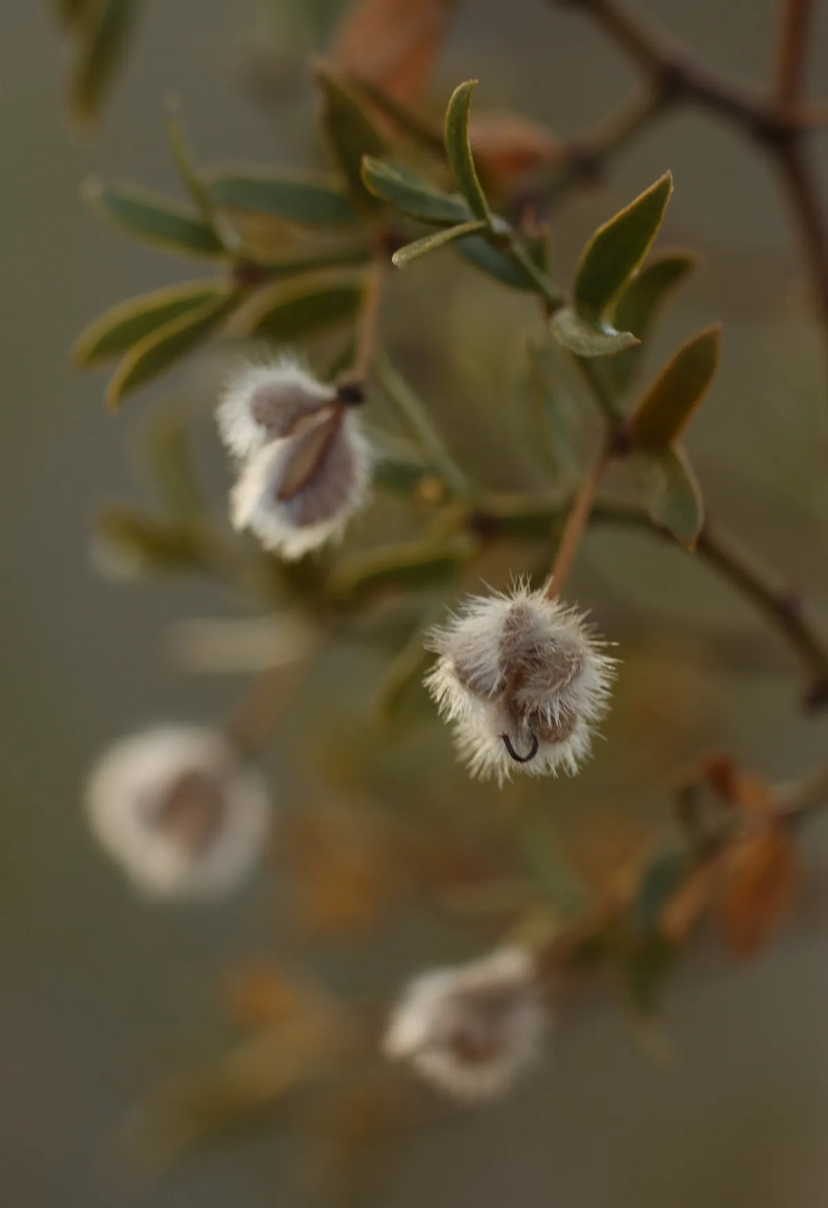 Creosote Bush (Larrea tridentata), photograph