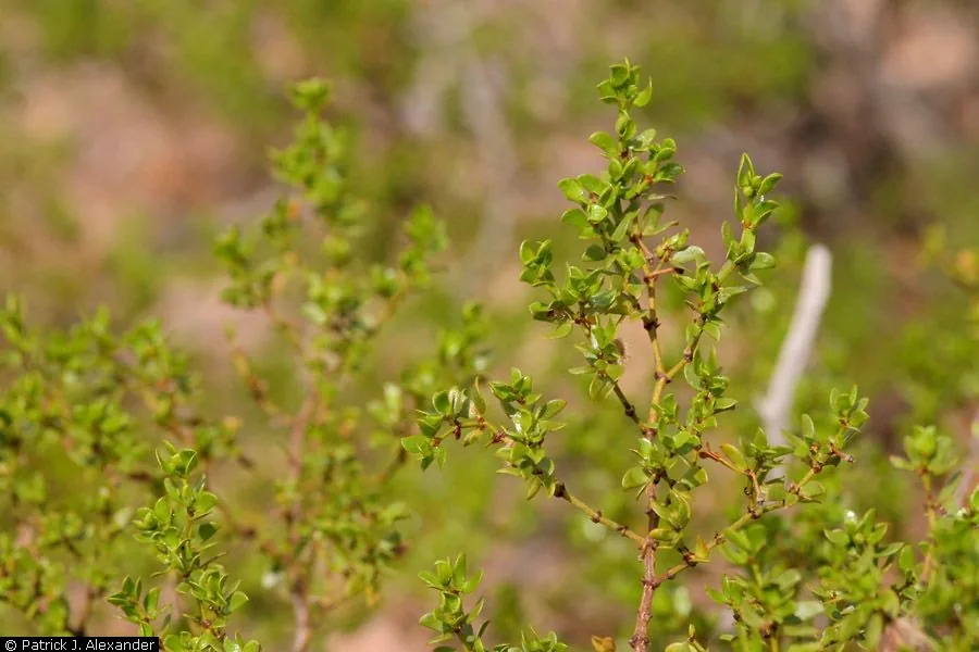 Creosote Bush (Larrea tridentata), photograph