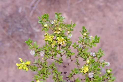Photo: (c) Michelle W. (鍾偉瑋), some rights reserved (CC BY) · cc-by · via iNaturalist Creosote Bush (Larrea tridentata), photograph