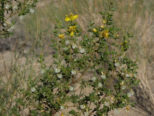 Photo: (c) Jim Morefield, some rights reserved · CC BY · via iNaturalist creosote bush (Larrea tridentata), photograph