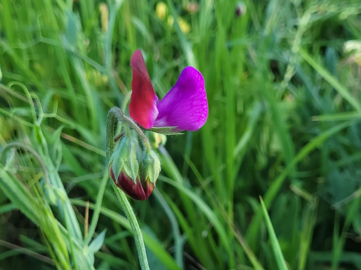 sweet pea (Lathyrus odoratus), photograph