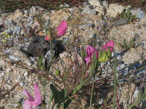 Photo: (c) zebedeugalinha, some rights reserved · CC BY · via iNaturalist sweet pea (Lathyrus odoratus), photograph