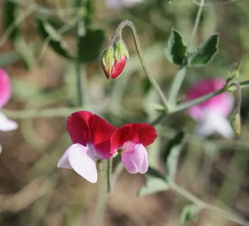 sweet pea (Lathyrus odoratus), photograph