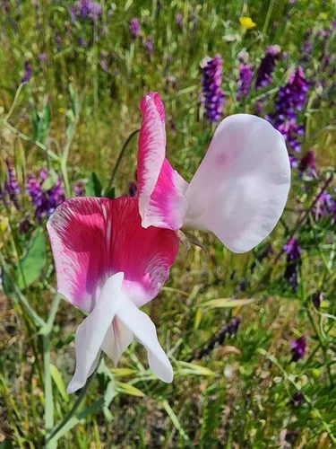 sweet pea (Lathyrus odoratus), photograph