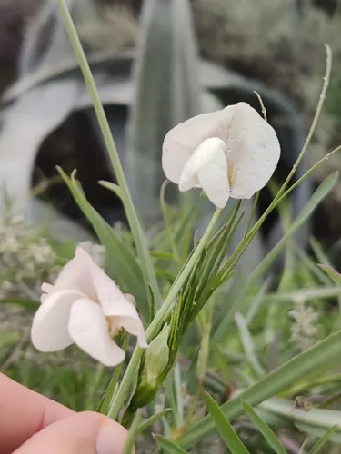 chickling vetch (Lathyrus sativus), photograph