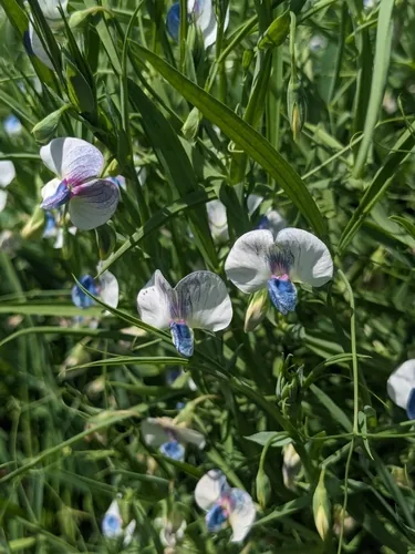 chickling vetch (Lathyrus sativus), photograph