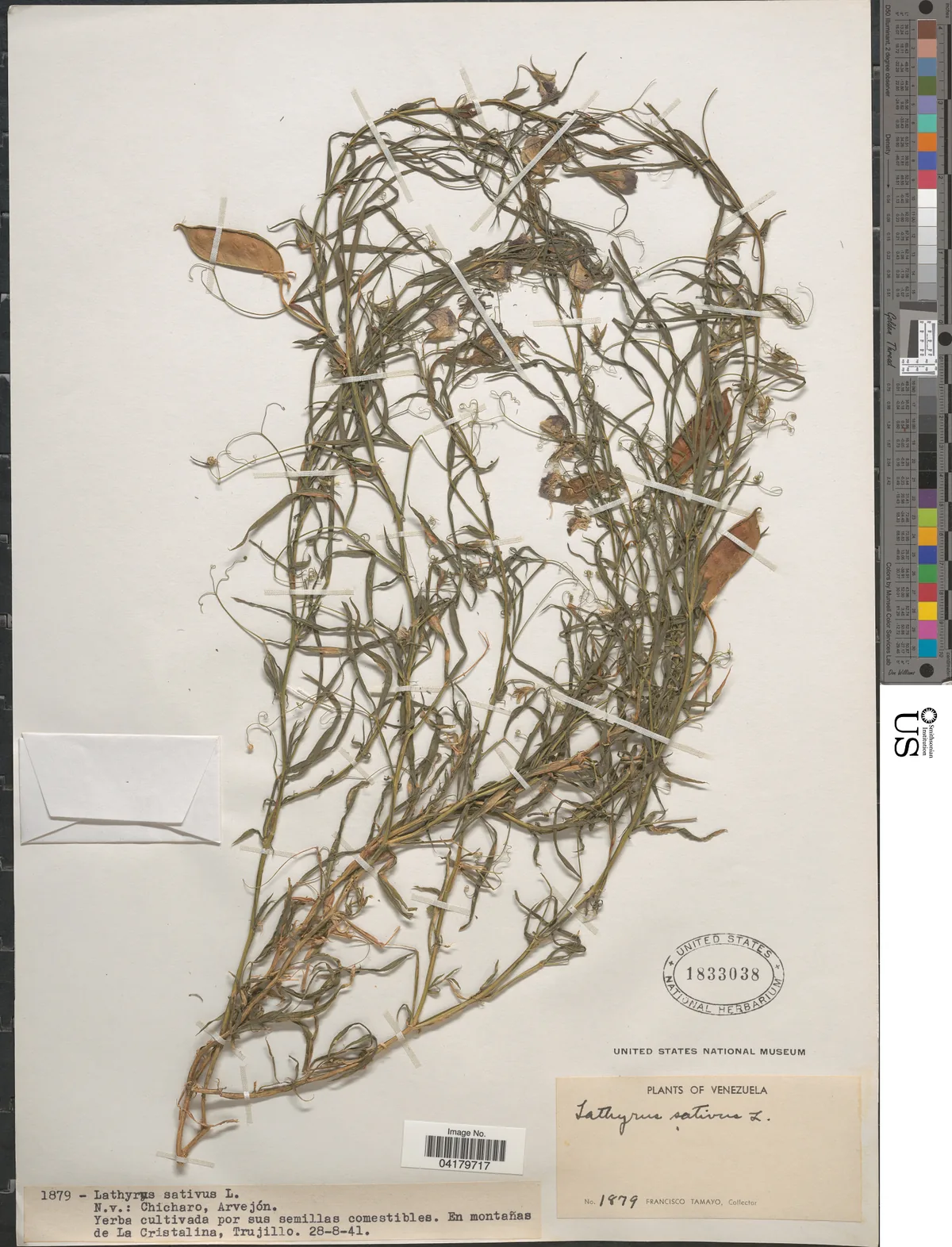 chickling vetch (Lathyrus sativus), photograph