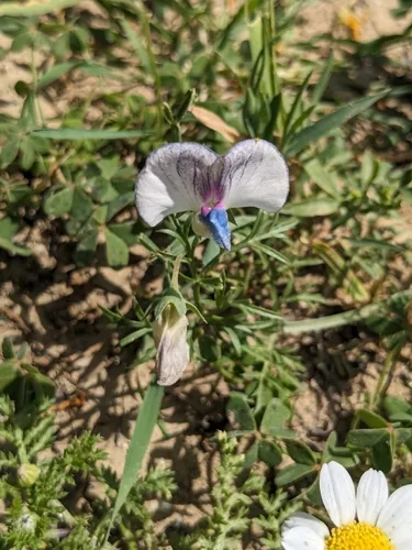 chickling vetch (Lathyrus sativus), photograph