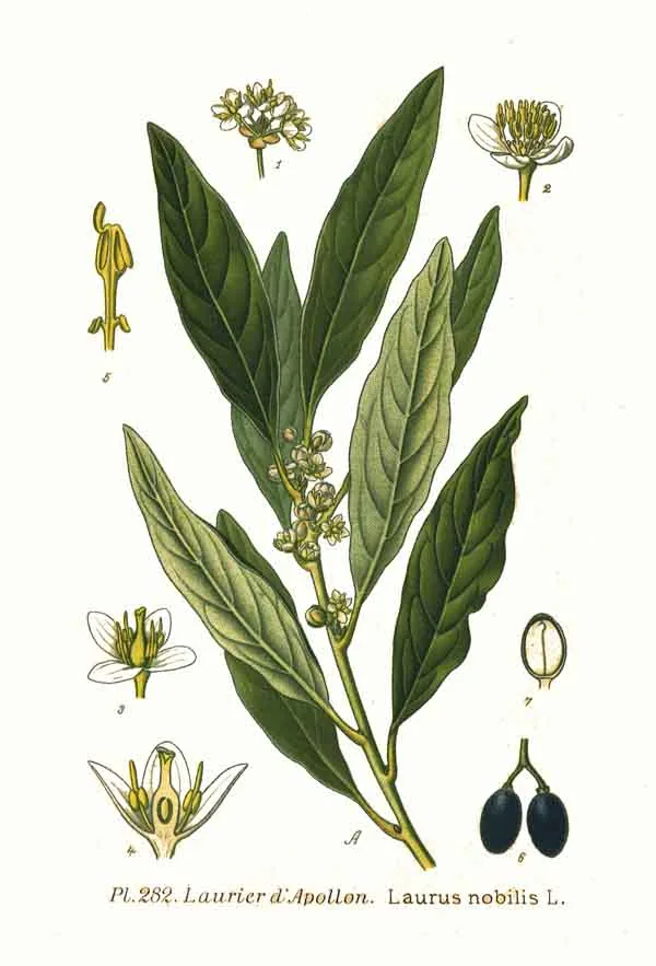 bay laurel (Laurus nobilis), botanical illustration