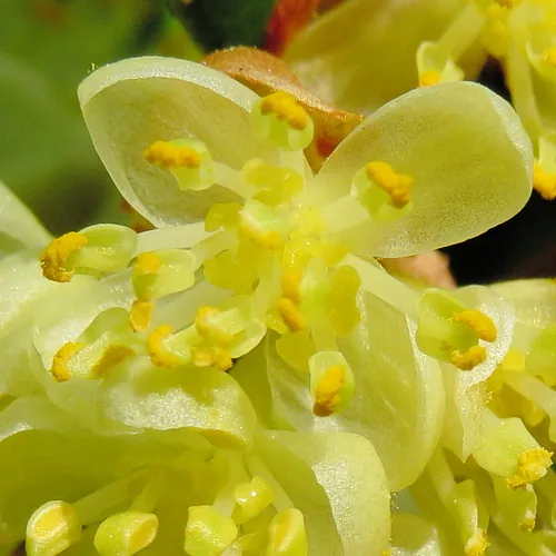 bay laurel (Laurus nobilis), photograph