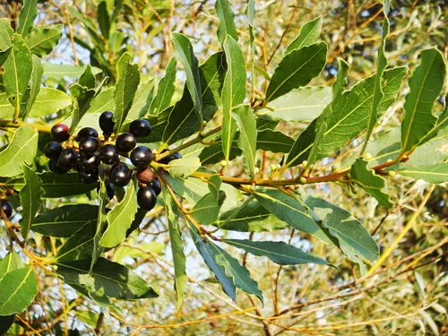 Photo: (c) Gianni Del Bufalo bygdb, some rights reserved · CC BY · via iNaturalist bay laurel (Laurus nobilis), photograph