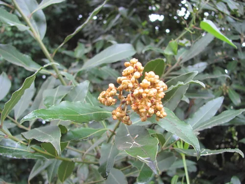 bay laurel (Laurus nobilis), photograph