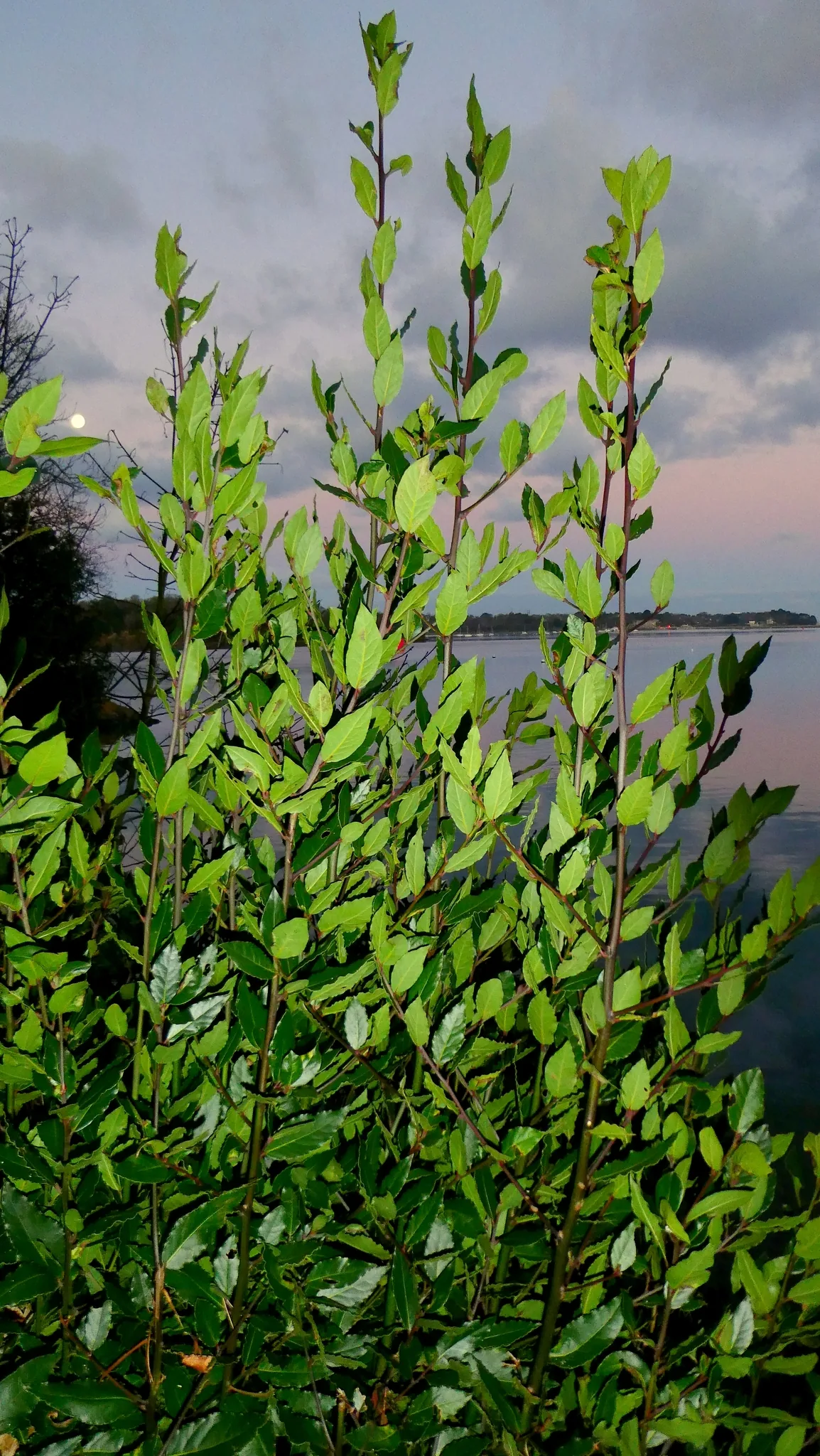 bay laurel (Laurus nobilis), photograph
