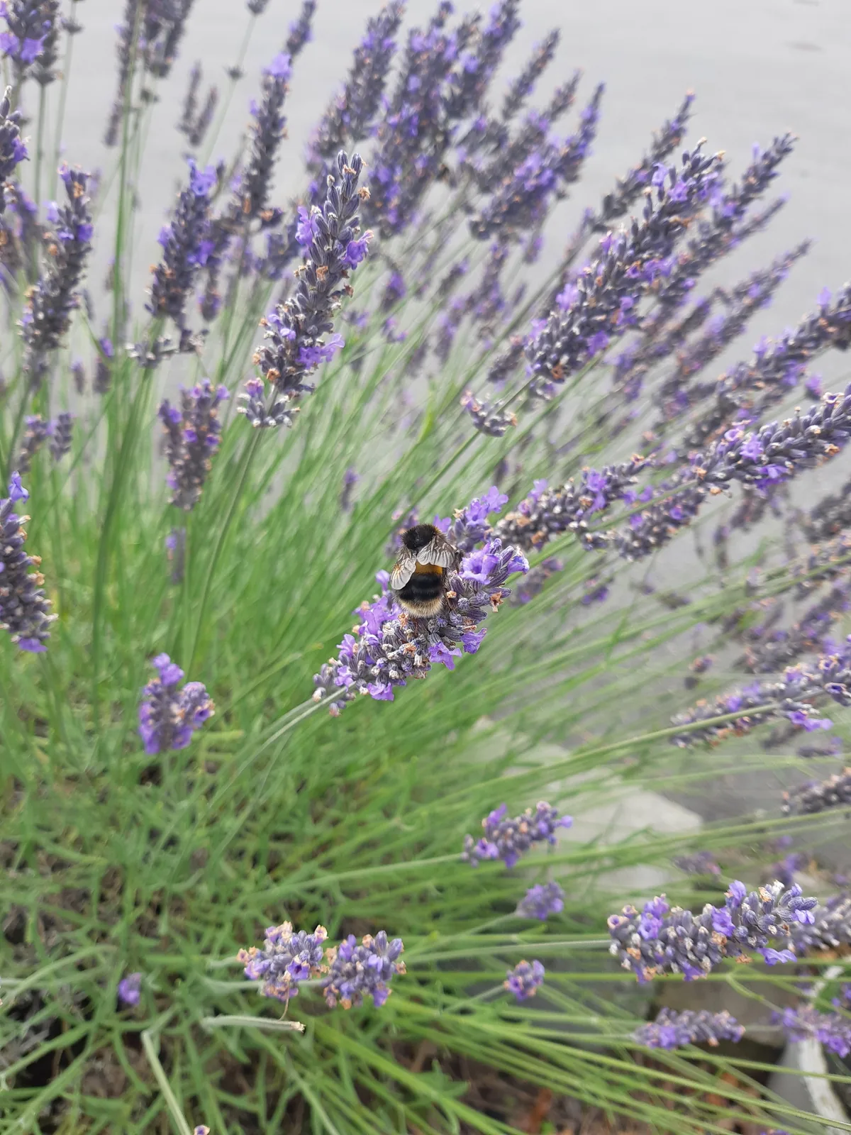 Lavender, photograph