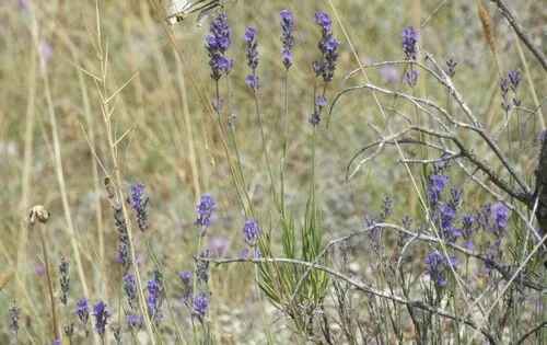 lavender (Lavandula angustifolia), photograph
