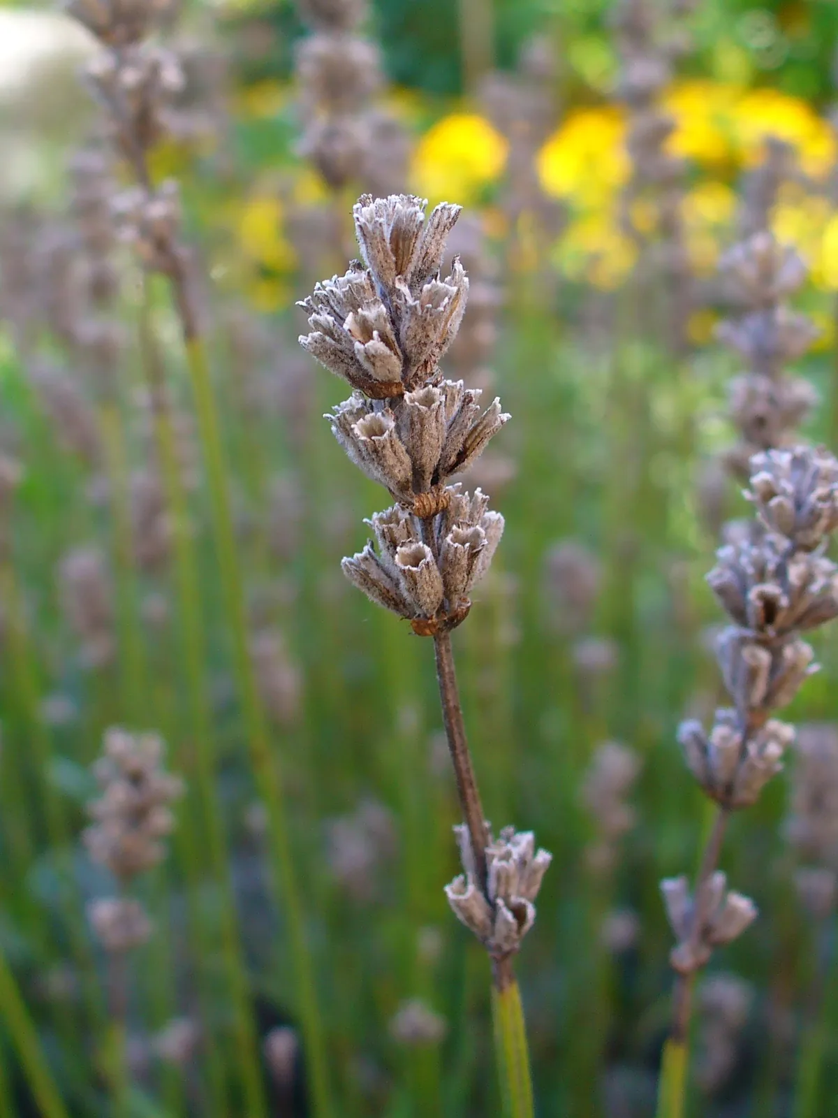 lavender (Lavandula angustifolia), photograph