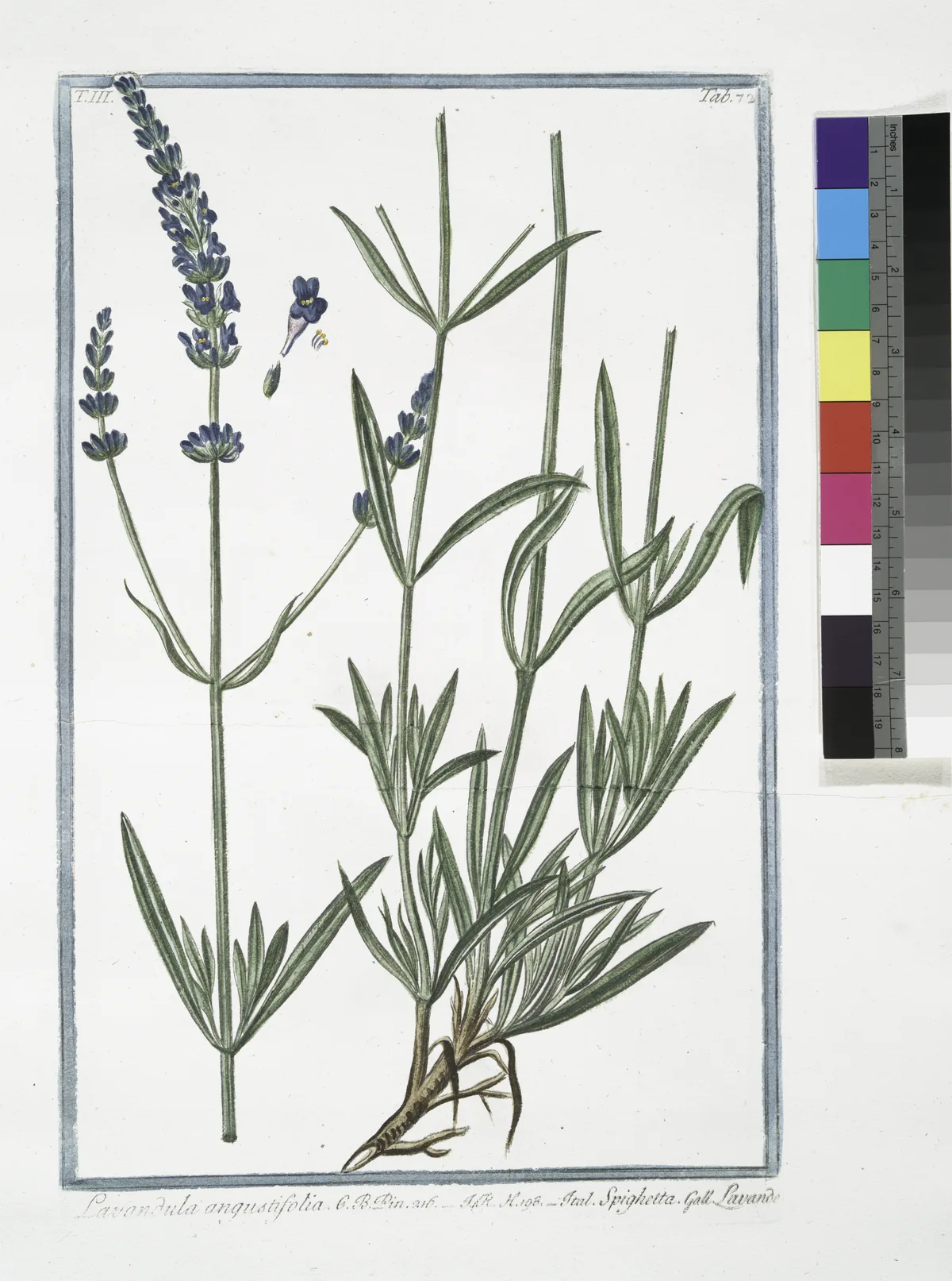 lavender (Lavandula angustifolia), botanical illustration