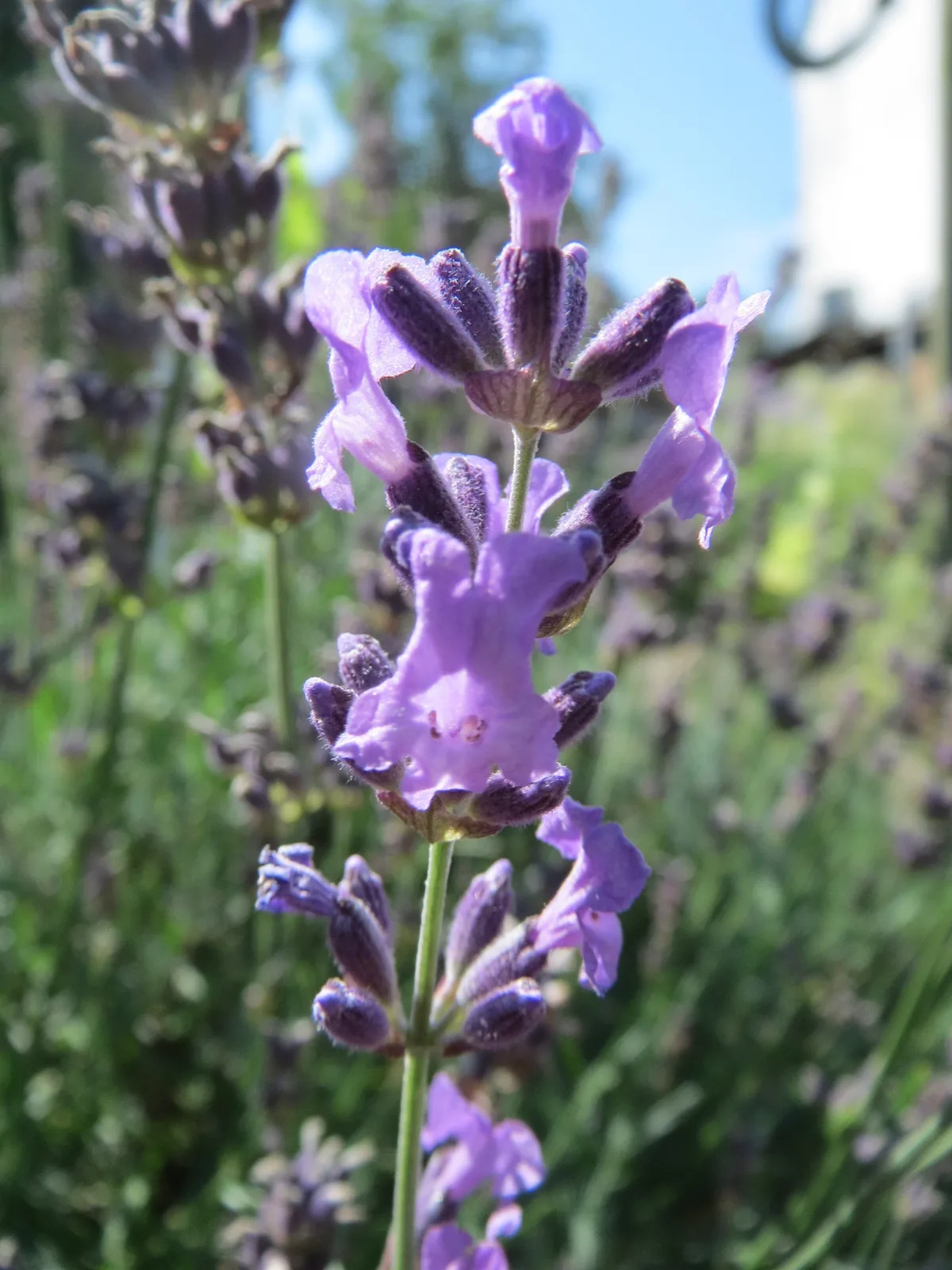 lavender (Lavandula angustifolia), photograph