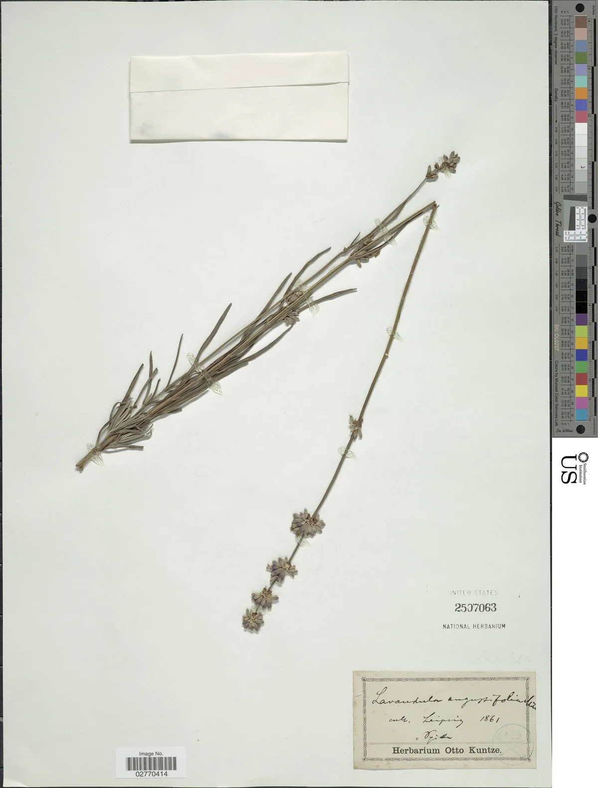 lavender (Lavandula angustifolia), photograph