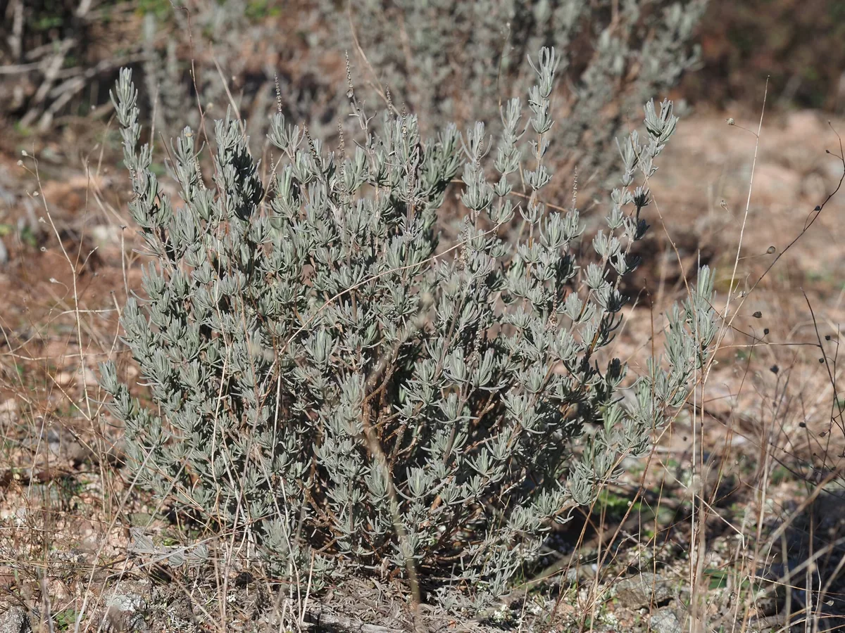 Photo: Louis Aureglia, via iNaturalist · CC BY · via GBIF French lavender (Lavandula stoechas), photograph