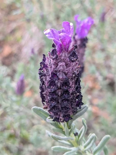 French Lavender (Lavandula stoechas), photograph