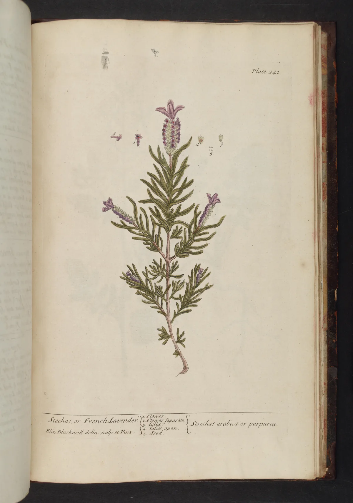 Illustration: Blackwell, Elizabeth; John Nourse.; Samuel Harding. · Public domain · via Wikimedia French Lavender (Lavandula stoechas), botanical illustration