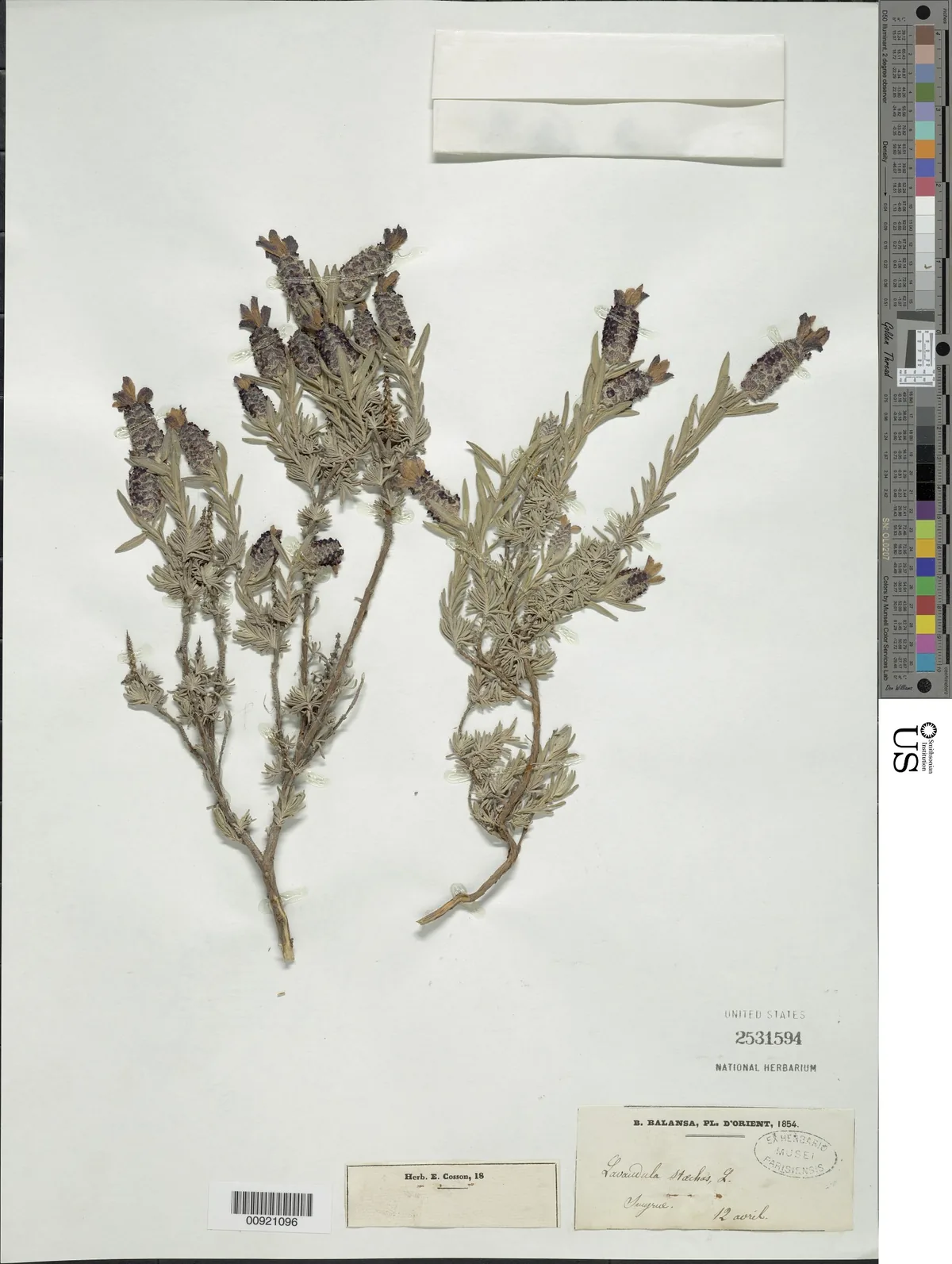 French Lavender (Lavandula stoechas), photograph