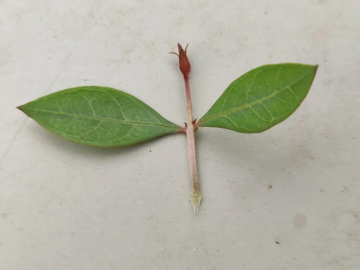 henna (Lawsonia inermis), photograph