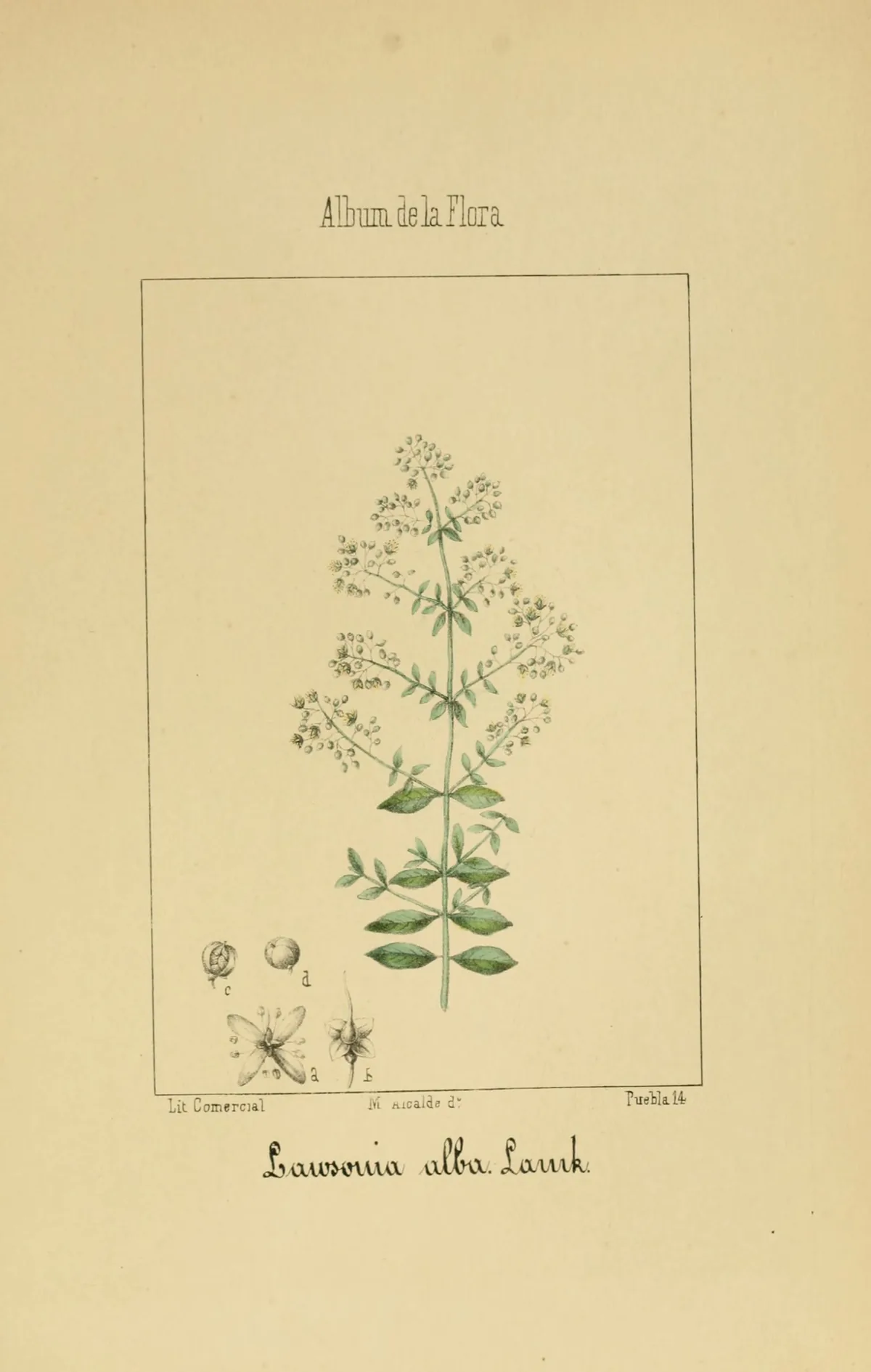 Illustration: Argenta, Vicente Martin de. · Public domain · via Wikimedia Commons henna (Lawsonia inermis), botanical illustration