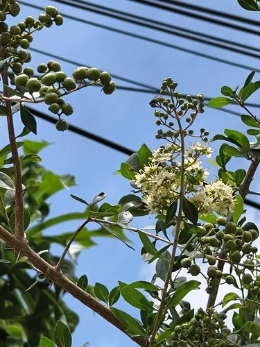 henna (Lawsonia inermis), photograph