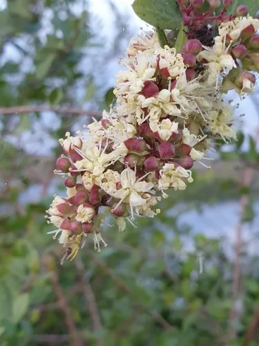 henna (Lawsonia inermis), photograph