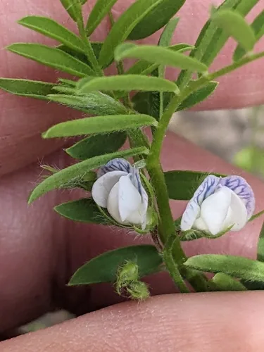 Photo: no rights reserved · cc0 · via iNaturalist lentil (Lens culinaris), photograph
