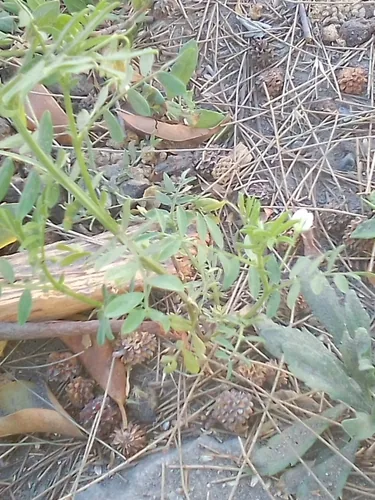 lentil (Lens culinaris), photograph