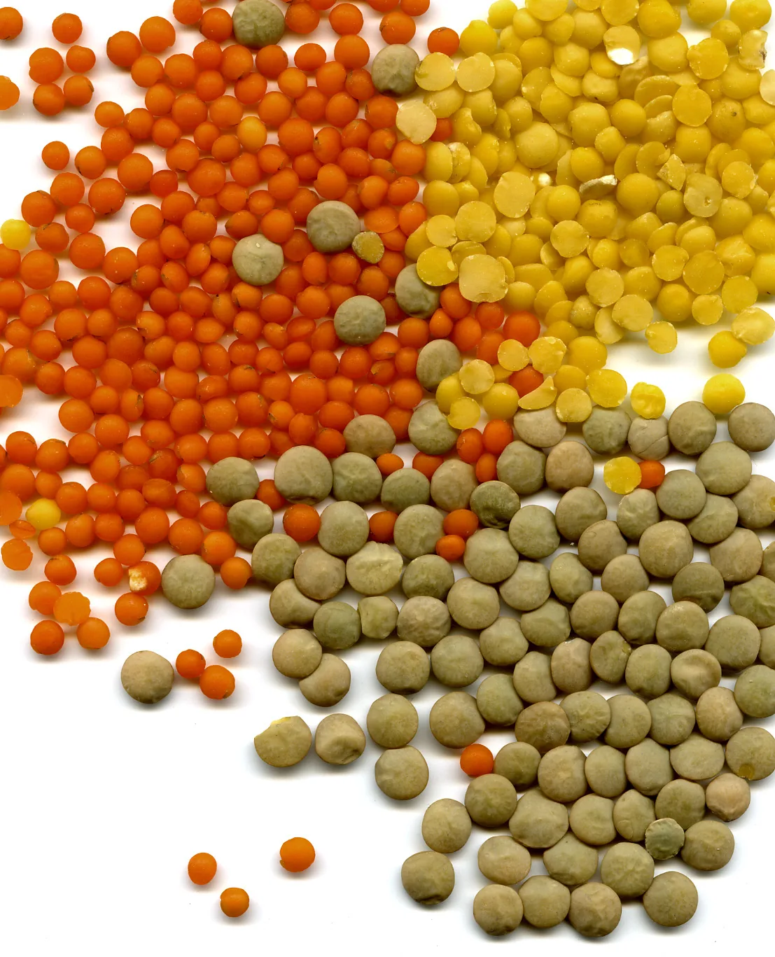 Lentil, photograph