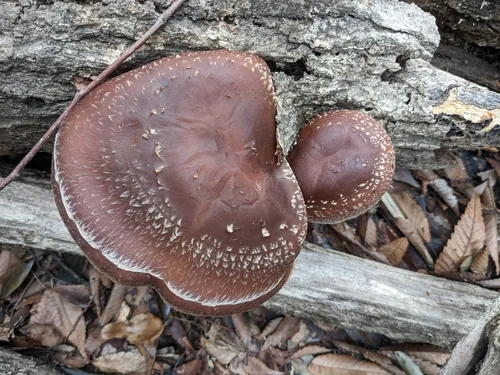 Photo: (c) MUNENORI YAMAKAWA, some rights reserved · CC BY · via iNaturalist shiitake (Lentinula edodes), photograph