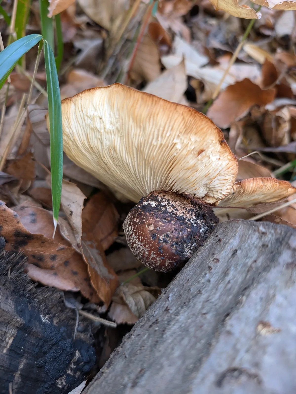 Shiitake (Lentinula edodes), photograph