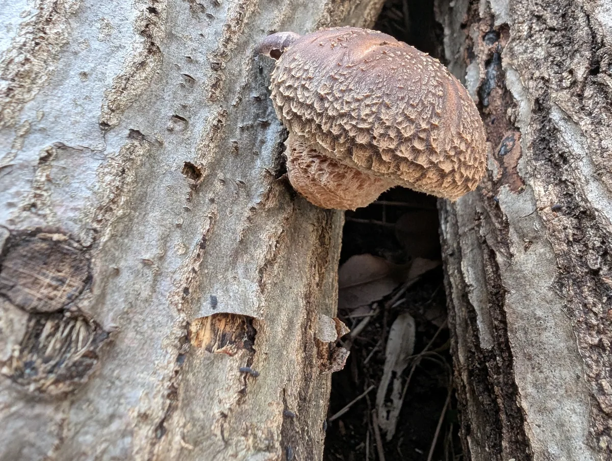 Shiitake (Lentinula edodes), photograph
