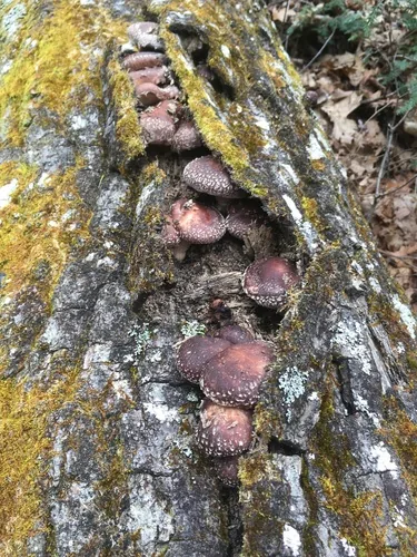 Photo: (c) Scott Morris, some rights reserved (CC BY) · cc-by · via iNaturalist Shiitake (Lentinula edodes), photograph