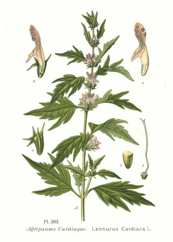 motherwort (Leonurus cardiaca), botanical illustration