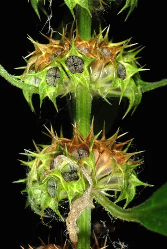motherwort (Leonurus cardiaca), photograph