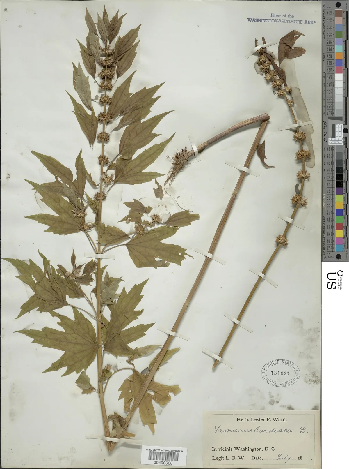 motherwort (Leonurus cardiaca), photograph