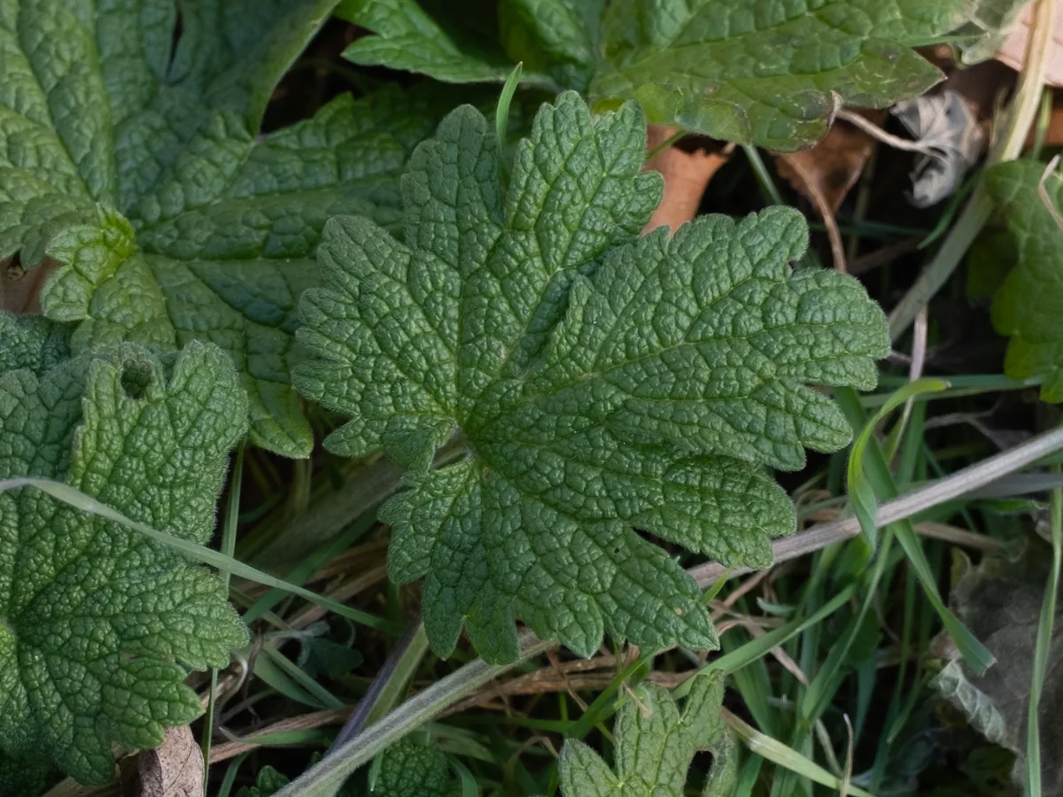 motherwort (Leonurus cardiaca), photograph
