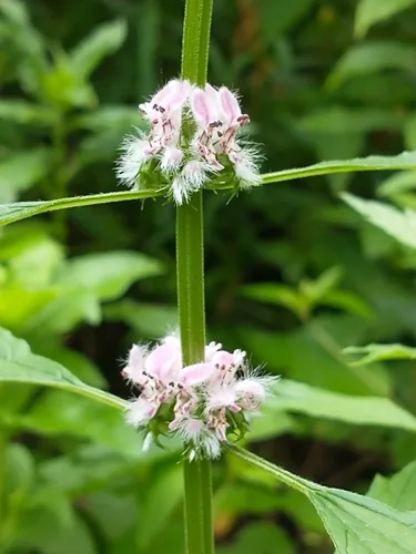 motherwort (Leonurus cardiaca), photograph