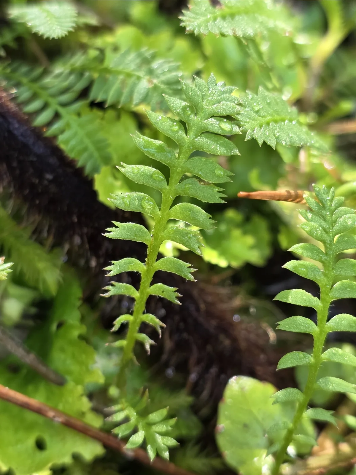 Photo: Tommy Forrest, via iNaturalist · CC0 · via GBIF brass buttons (Leptinella squalida), photograph