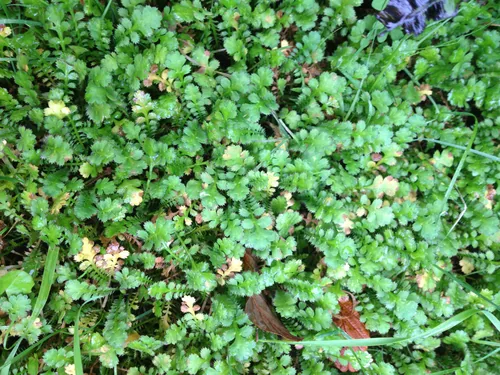 brass buttons (Leptinella squalida), photograph