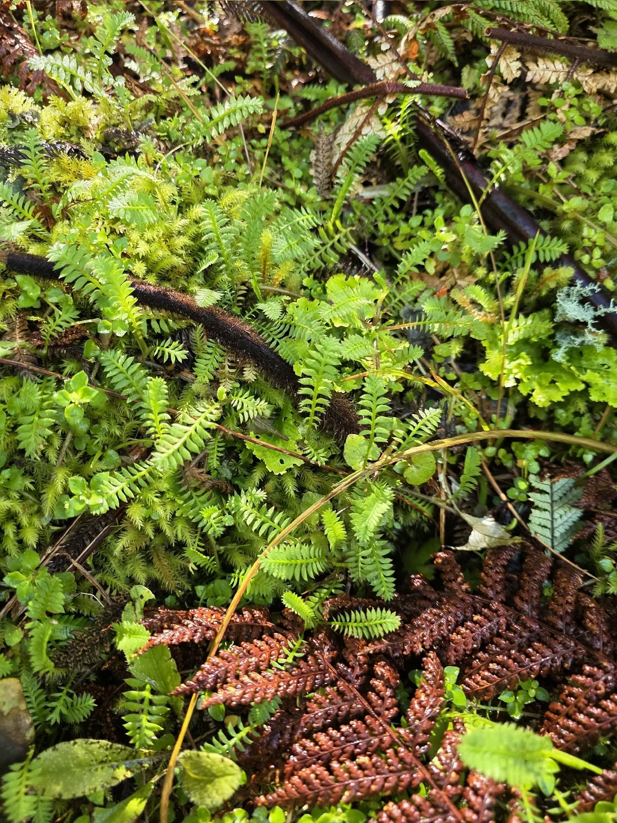 brass buttons (Leptinella squalida), photograph